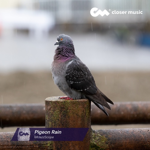 Pigeon Rain - Instrumental